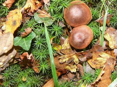 A Brown Mushroom