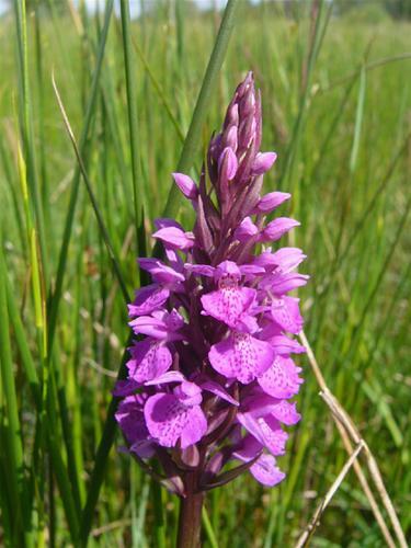Marsh/spotted Orchid
