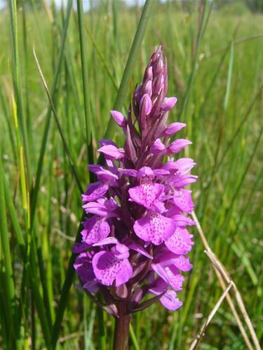 Marsh/spotted Orchid Marsh/spotted Orchid