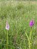 Marsh and Spotted orchids