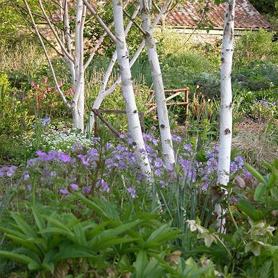 birch garden