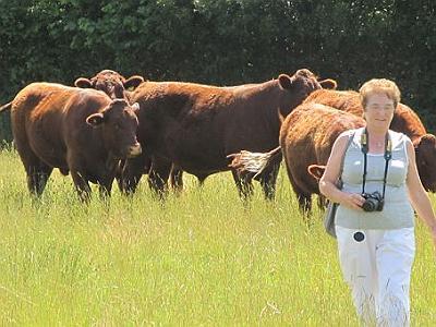 Lynn being followed by the Ruby cattle