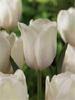 bulbs