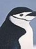 a penguin