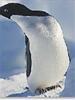 adelie penguin
