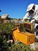 bee keepers