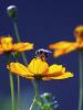 bees