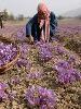collecting crocus