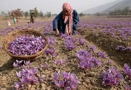 collecting crocus